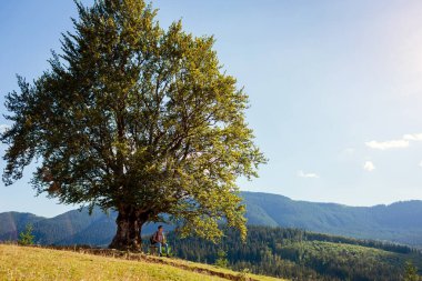 Turist yürüyüşçüsü, tek başına büyük bir ağacın altında oturmuş doğa manzarasının tadını çıkarıyor. Karpat dağlarına yolculuk. Yazın Ukrayna 'da seyahat.
