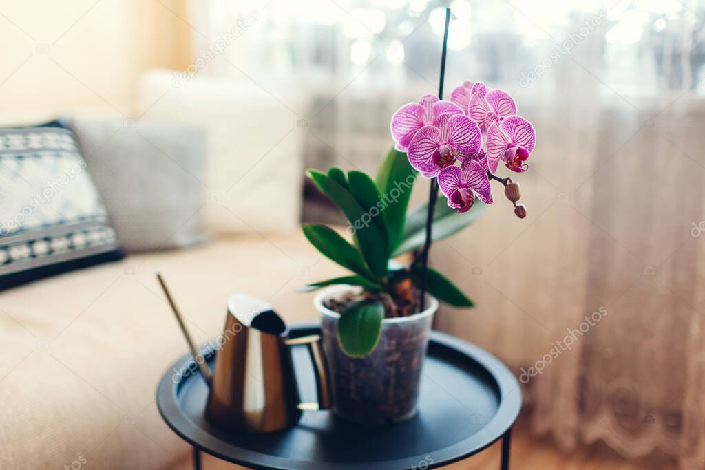 Interior of living room. Purple orchid in blossom blooming on coffee table by watering can. Home decorated with flowers and plants
