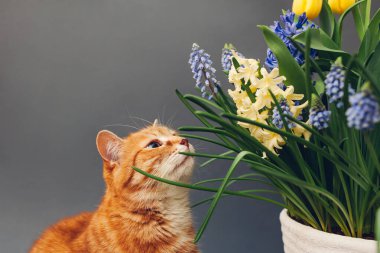 Kızıl kedi saksıda bahar çiçekleri kokluyor. Evcil hayvan sarı sümbül çiçeklerini sever, gri arka planda muscari. Paskalya konsepti
