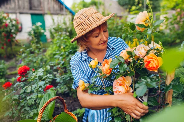Старша Жінка Збирає Квіти Саду Жінка Середнього Віку Пахне Зрізає — стокове фото
