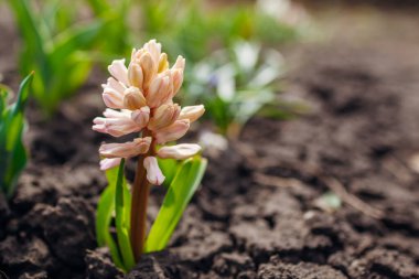 Bahar bahçesinde lalelerin arasında açan pembe sümbüller. Çiçek açan Nisan çiçekleri. Boşluk