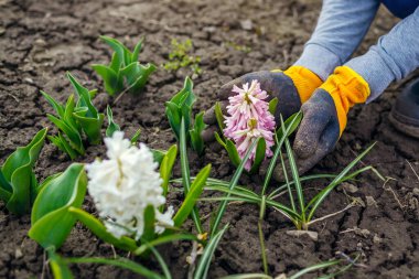Bahçıvan bahar bahçesinde çiçek açan sümbüllere hayrandır. Kirli eldiven giyen kadın çiçekleri tutuyor. Çiçek açan ilk çiçekler..