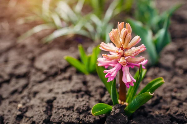 Pink Hyacinths Blooming Spring Garden Tulips April Flowers Blossom Space — Stock Photo, Image