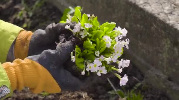 Jardineiro Plantando Prímula Solo Jardim Primavera Mulher Divide Arbusto Florido — Vídeo de Stock