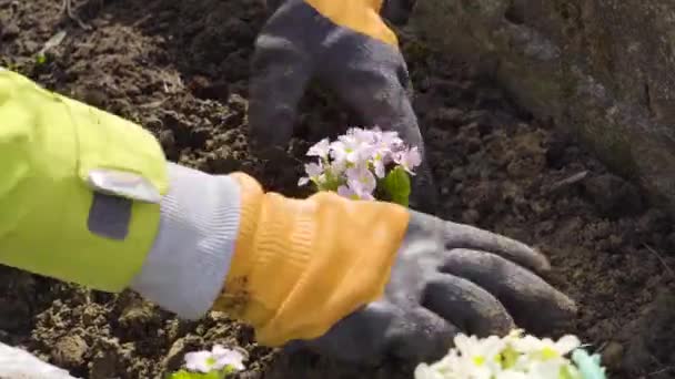 园艺师在春天的花园里种植报春花 女人戴着手套 用泥土盖住了吹毛求疵的灌木丛 户外工作 — 图库视频影像