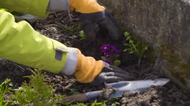 Jardinero Plantando Onagra Jardín Primavera Mujer Cubre Arbusto Floración Con — Vídeos de Stock
