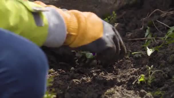 Jardinero Plantando Onagra Jardín Primavera Mujer Cubre Arbusto Floración Con — Vídeos de Stock