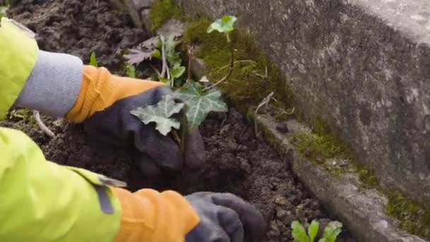 Zahradník Vysázel Břečťan Jarní Zahradě Zakryl Rukavicemi Venkovní Sezónní Práce — Stock video