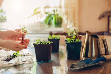 Bahçıvan evdeki küçük konteynırlara yüksükotu tohumları ekiyor. Bahar mevsimlik bahçe işleri. Tohumlardan büyüyen çiçekler.