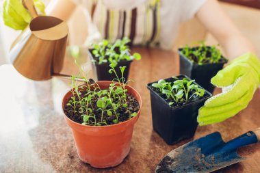 Bahçıvan yüksükotu ve lavanta tohumlarını sulama kabını evdeki küçük saksılara yerleştirdikten sonra kullanıyor. Bahar mevsimi işleri. Tohumlardan büyüyen çiçekler.