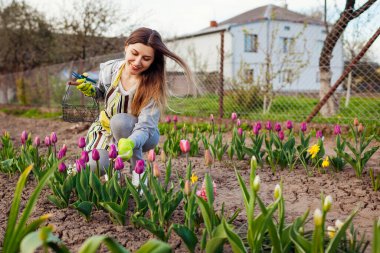 Bahçıvan bahar bahçesinde taze lale topluyor. Genç bir kadın çiçekleri budama makinesiyle kesip metal sepete koyar. Mevsimlik açık hava işleri