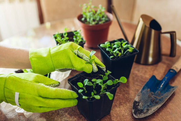 Gardener planting foxglove seedlings in small pots at home. Spring seasonal gardening work. Growing flowers from seeds