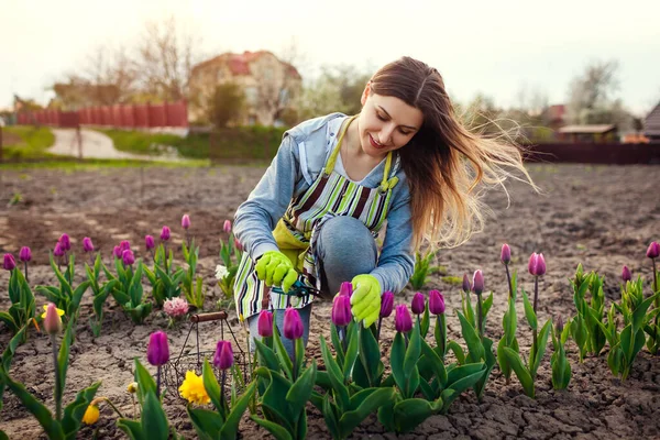 Садовник Собирает Свежие Тюльпаны Весеннем Саду Молодая Женщина Срезает Цветы — стоковое фото