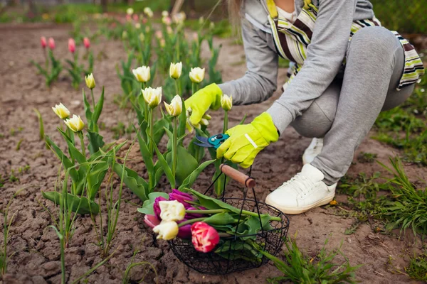 Садовник Собирает Белые Тюльпаны Весеннем Саду Женщина Срезает Цветы Секаторами — стоковое фото