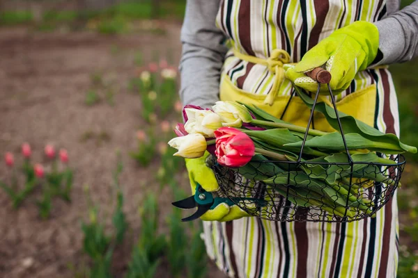Tulipanes Frescos Reunidos Canasta Metálica Jardín Primavera Mujer Jardinero Sostiene — Foto de Stock