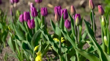 Güzel mor mor bayrak ve sarı nergislerin açtığı bahar bahçesinde açan Negrita laleleri. Rüzgarda sallanan taze çiçekler.