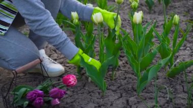 Bahçıvan bahar bahçesinde beyaz laleler topluyor. Kadın çiçekleri sepete koyarak kesiyor. Mondiyal çeşitlilik kapat