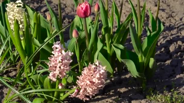 Vackra Rosa Columbus Tulpaner Blommar Vår Trädgård Hyacinter Och Påskliljor — Stockvideo