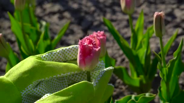 Jardinero Revisando Tulipán Rosa Flor Jardín Primavera Flores Lujo Frills — Vídeos de Stock