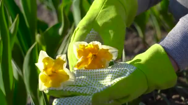 Giardiniere Controllando Narcisi Fiore Giardino Primaverile Godendo Della Vista Fiori — Video Stock