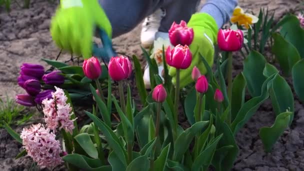Bahçıvan Bahar Bahçesinde Pembe Laleler Topluyor Kadın Çiçekleri Budama Makinesiyle — Stok video