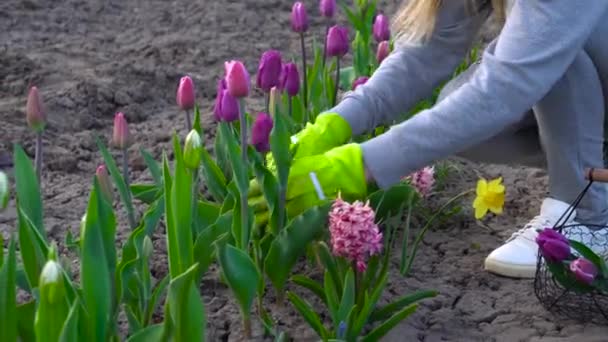 Ogrodnik Zbierający Fioletowe Tulipany Wiosennym Ogrodzie Kobieta Odcina Kwiaty Sekatorami — Wideo stockowe