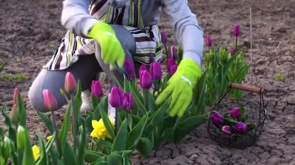 Ogrodnik Zbierający Fioletowe Tulipany Wiosennym Ogrodzie Kobieta Odcina Kwiaty Sekatorami — Wideo stockowe