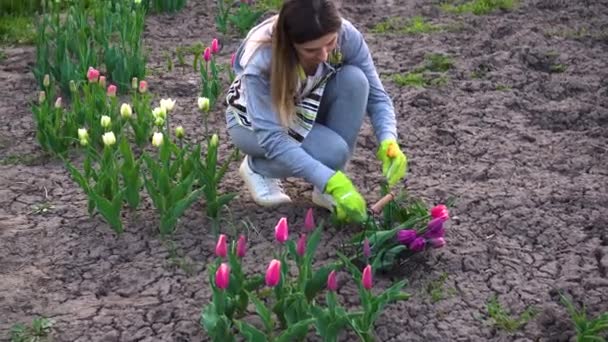 Jardinero Recogiendo Tulipán Amarillo Jardín Primavera Mujer Corta Flores Con — Vídeos de Stock