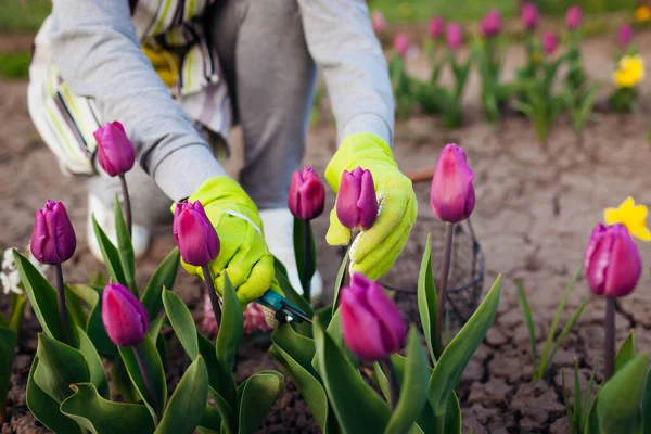 Gardener Picking Purple Tulips Spring Garden Woman Cuts Flowers Secateurs — Stock Photo, Image