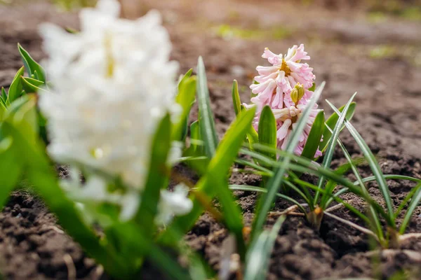 Witte Roze Hyacinten Bloeien Voorjaarstuin Zonnige Dag April Bloemen Bloesem — Stockfoto