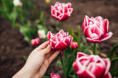 Bahçıvan bahar bahçesinde büyüyen beyaz kenarlı pembe şakayıklı lalelere dokunur. Columbus çeşidi. Mayısta açık havada açan çiçekler.