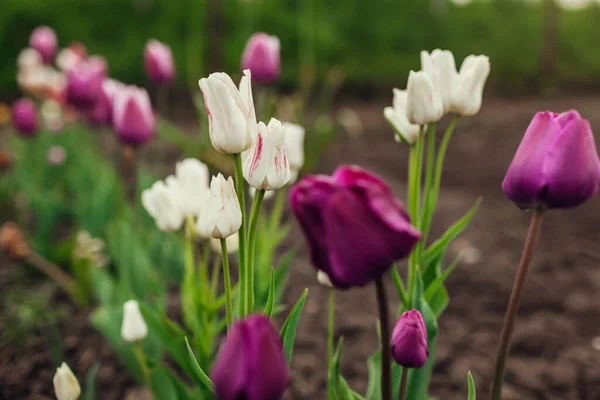 Close White Purple Tulips Blossom Growing Spring Garden Negrita Multi — Stock Photo, Image