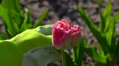 Bahçıvan bahar bahçesinde pembe laleyi kontrol ediyor. Süslü Frill çiçekleri gün batımında açık havada çiçek açar. Kapat.
