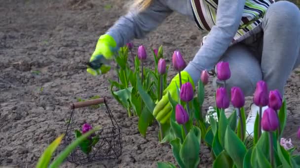 Jardinero Recogiendo Tulipanes Morados Jardín Primavera Mujer Corta Las Flores — Vídeos de Stock