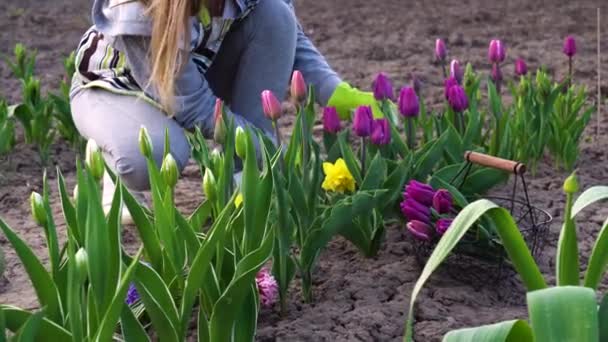 Trädgårdsmästare Plocka Lila Tulpaner Vår Trädgård Kvinna Skär Blommor Med — Stockvideo