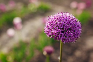 İlkbahar bahçesinde açan Allium Gladyatör çiçekleri. Mor çiçekler manzarada yetişir. Kapat.