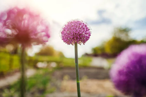 Allium Gladiator Flowers Blooming Spring Garden Purple Balls Blossoms Grow — Stockfoto