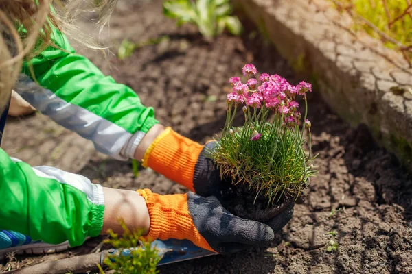 Посадка Armeria Maritima Thrift Цветы Весеннем Саду Гараж Морским Розовым — стоковое фото