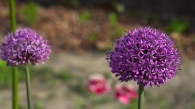 İlkbahar bahçesinde açan Allium Gladyatör çiçekleri. Mor çiçekler manzarada yetişir. Kapat.