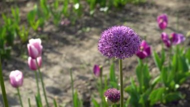 İlkbahar bahçesinde açan Allium Gladyatör çiçekleri. Mor çiçekler laleler tarafından yetişir. Kapat.