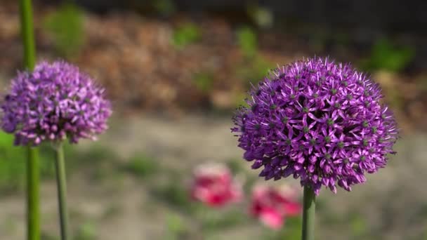 Allium Gladiator Kwiaty Kwitnące Wiosennym Ogrodzie Fioletowe Kwiaty Rosną Krajobrazie — Wideo stockowe