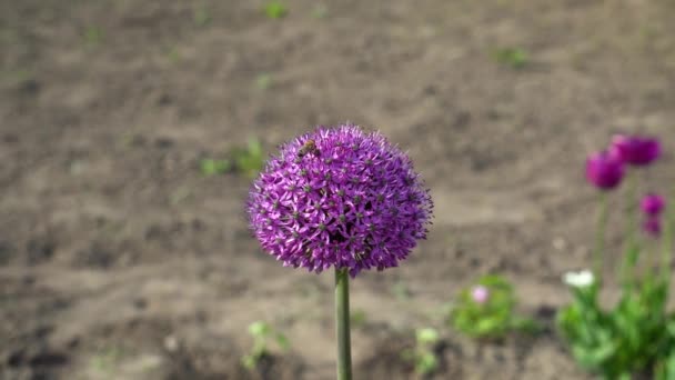 Allium Gladiator Kwiaty Kwitnące Wiosennym Ogrodzie Fioletowe Kwiaty Rosną Krajobrazie — Wideo stockowe