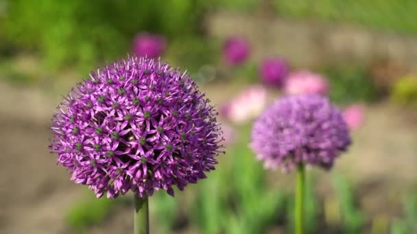 Allium Gladiator Fleurs Fleurissant Dans Jardin Printemps Les Fleurs Pourpres — Video