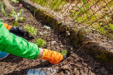 Bahçıvan bahar bahçesinde saksafon çiçeği dikiyor. Arazi toprağına beyaz çiçeklerle zemin örtüsü naklediliyor