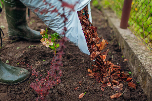 Gardener mulching spring garden with pine wood chips mulch pouring it out of bag. Man puts bark around plants. Soil protection
