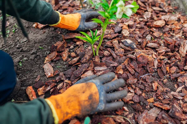 Gardener Mulching Spring Garden Pine Wood Chips Mulch Man Puts — Stock Photo, Image