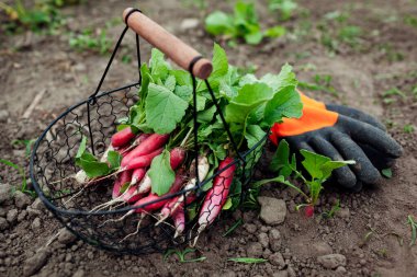 Metal sepette toplanmış turp. Mutfak bahçesinde eldivenlerle toplanan uzun kırmızı ve beyaz kökler.