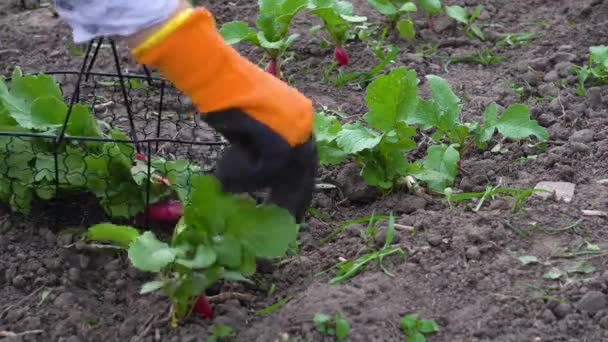 Gardener picking radish in metal basket. Long red and white root crops harvest on kitchen garden — Stock video