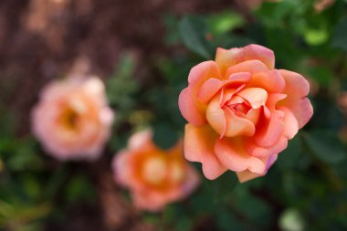 Turuncu somon gülü Shalott 'un hanımı yaz bahçesinde çiçek açıyor. İngiliz David Austin gül seçimi