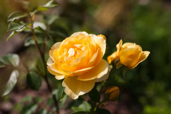 Yellow rose Graham Thomas blooming in summer garden. English David Austin selection roses flowers — Zdjęcie stockowe